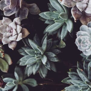 Succulents Blanket